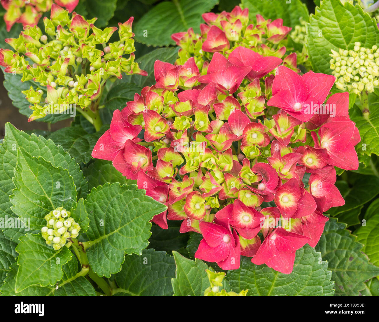 Ortensia pianta con fiori di colore rosso foglie e germogli Foto Stock