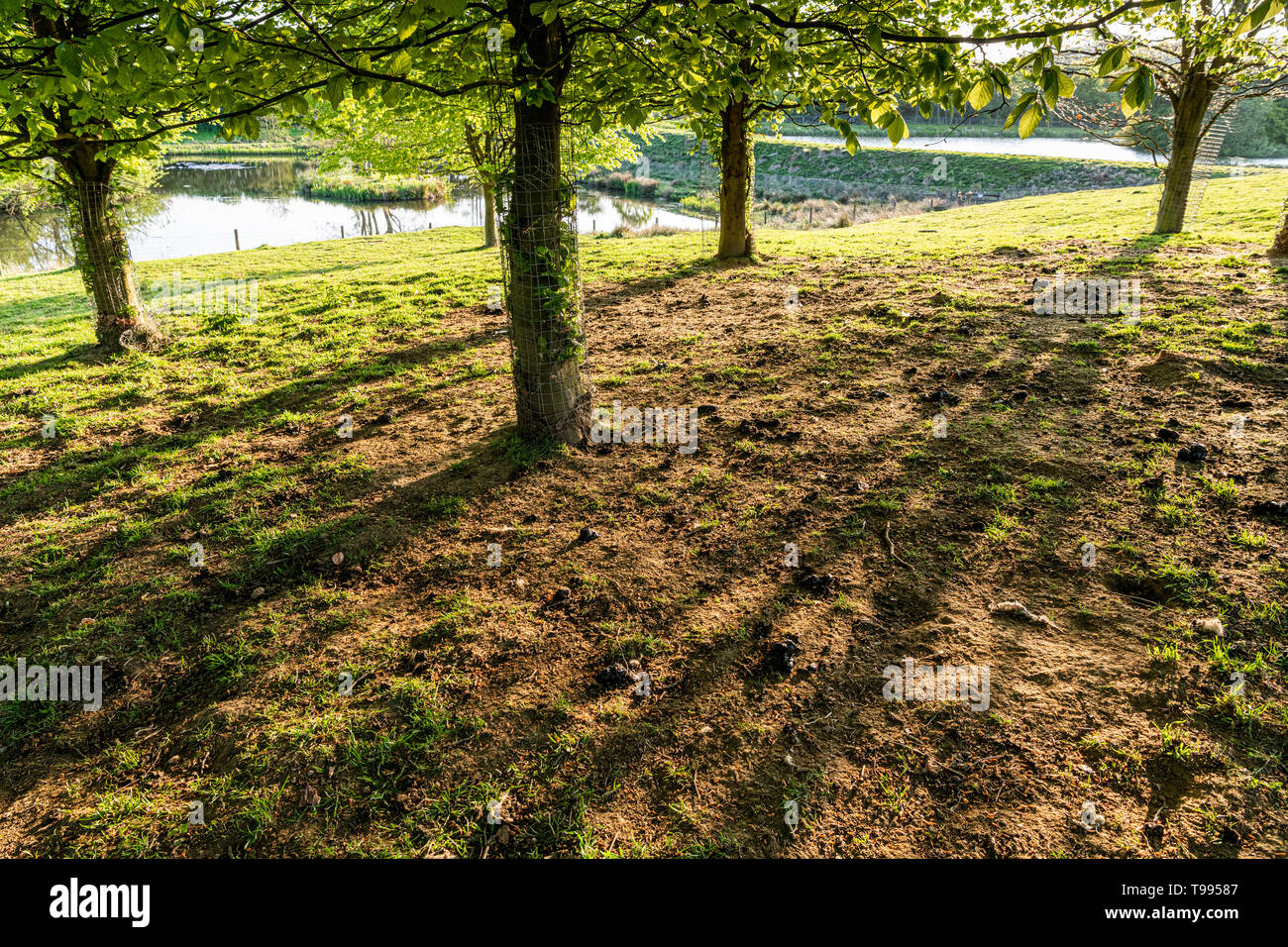La sera tardi la luce del sole che splende attraverso un piccolo bosco ceduo di alberi nella campagna dello Yorkshire Regno Unito causando forti ombre. Foto Stock
