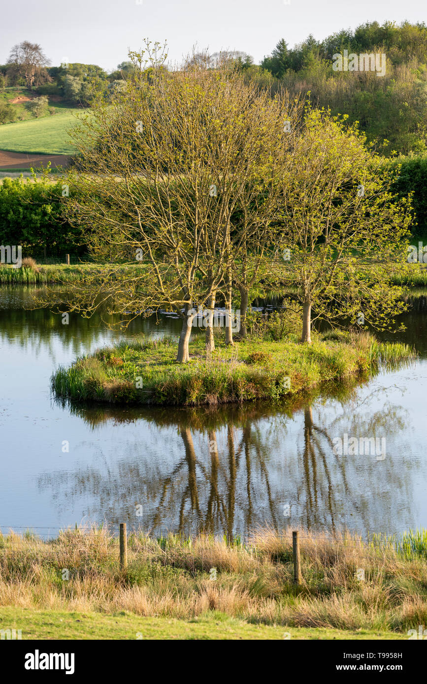 Una piccola isola in un lago con alberi che crescono su di esso con riflessi nell'acqua Foto Stock