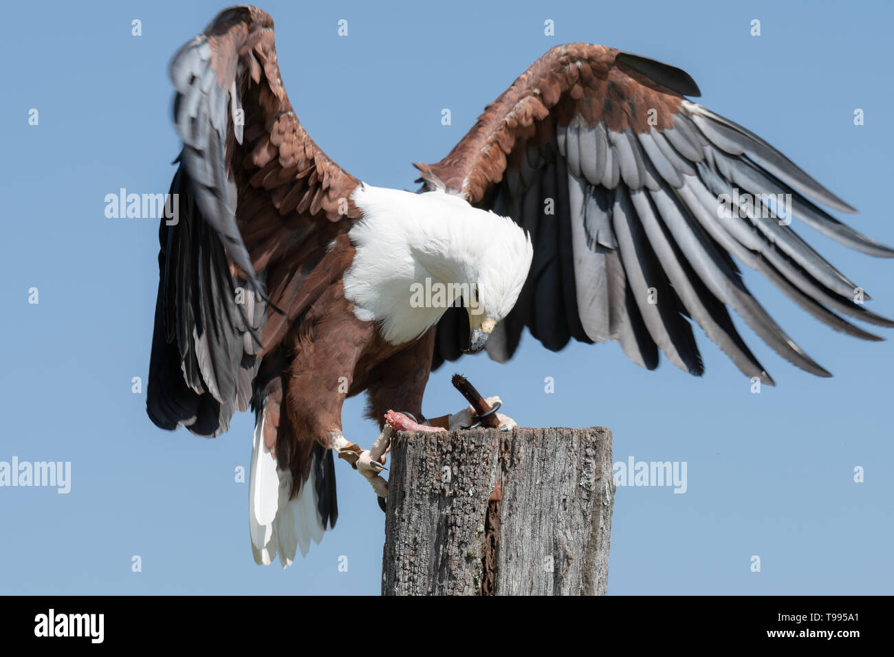Un pesce africano Eagle di mangiare la sua ricompensa durante la falconeria la formazione e la riabilitazione. Foto Stock
