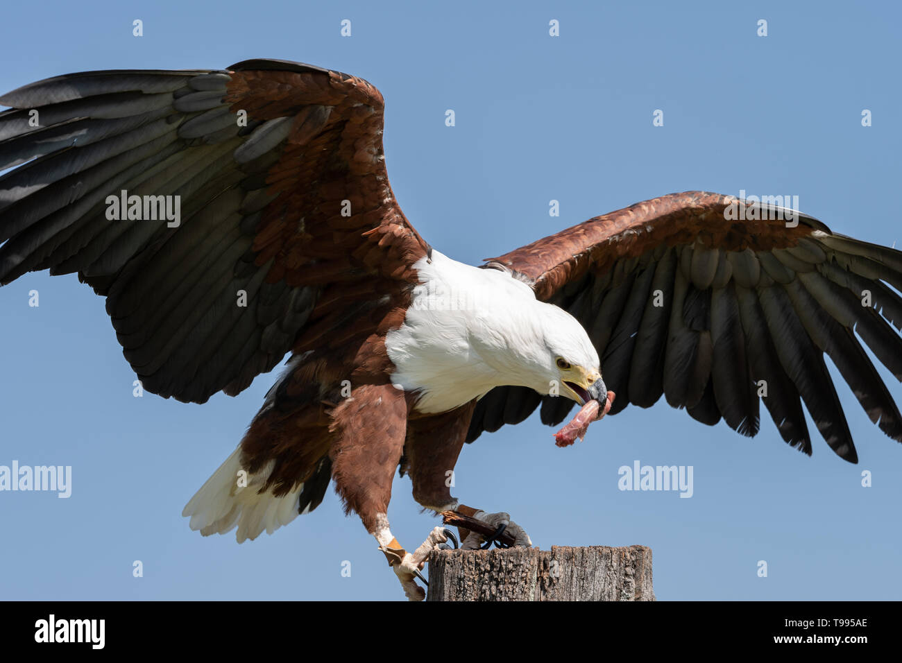 Un pesce africano Eagle di mangiare la sua ricompensa durante la falconeria la formazione e la riabilitazione. Foto Stock