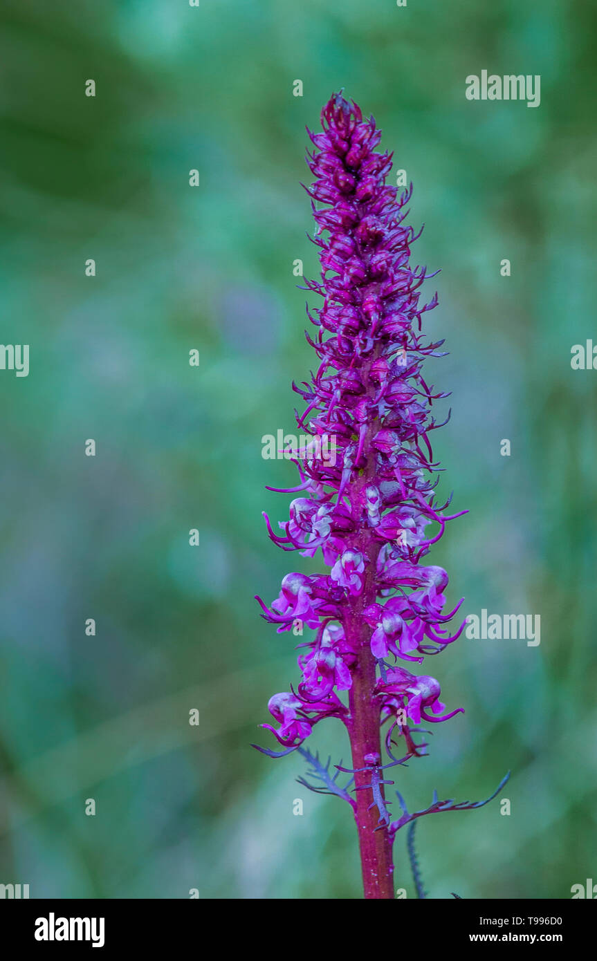 Testa di elefante, Pedicularis groenlandica, Bow Valley, Alberta, Canada Foto Stock