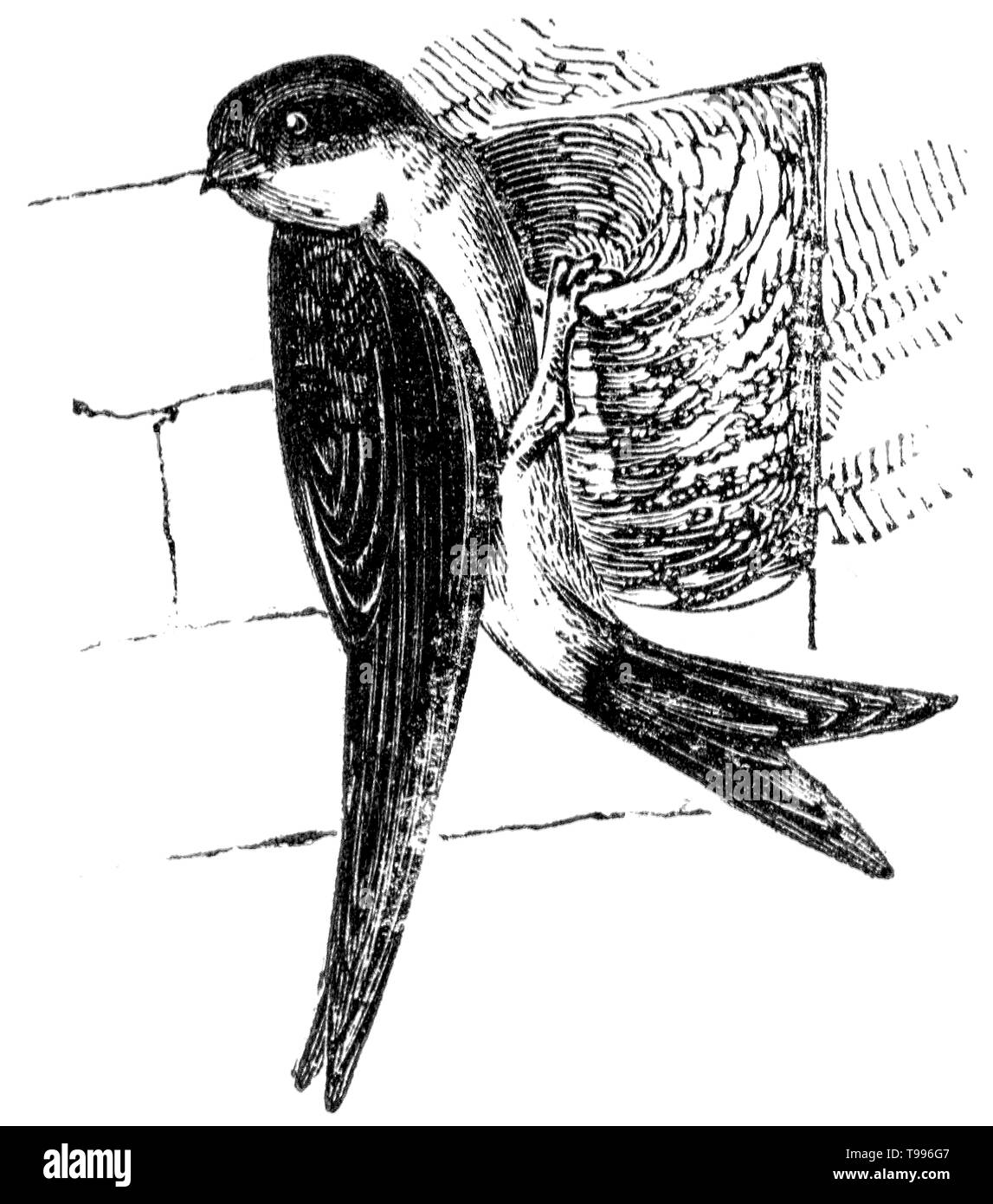 Taglio di legno intagliato, illustrazione presa da "tesoro di storia naturale' da Samuele Maunder, pubblicato 1848 Foto Stock