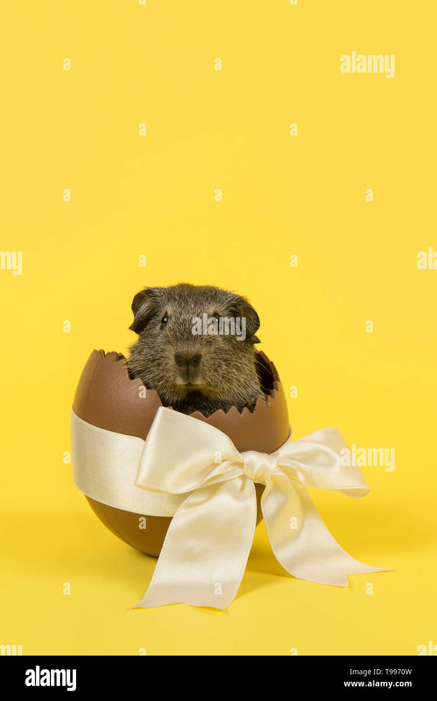 Carino cavia in un uovo di pasqua su sfondo giallo in un'immagine verticale Foto Stock