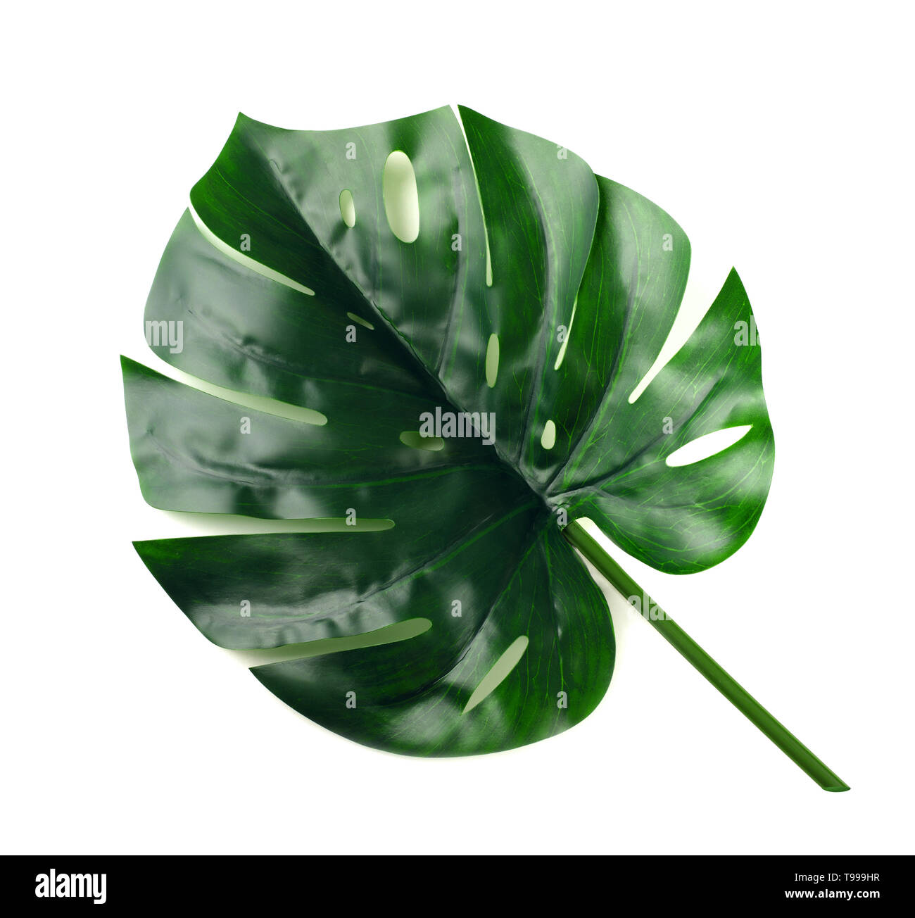 Monstera pianta tropicale isolata su sfondo bianco Foto Stock