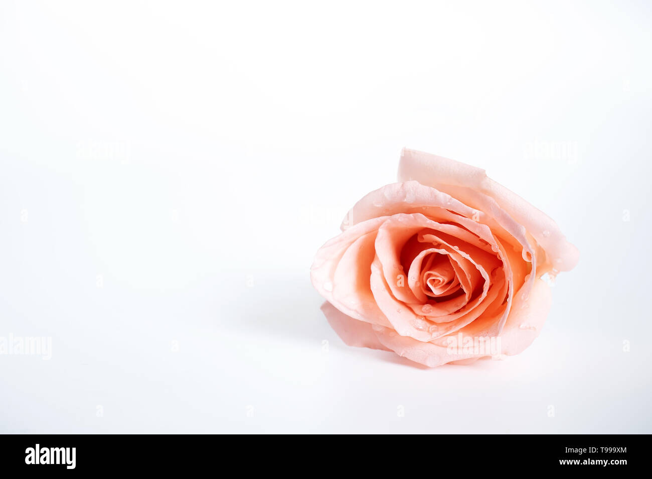 Vista dall'alto della sola rosa rosa fiore che sboccia con gocce di acqua sui petali isolati su sfondo bianco Foto Stock