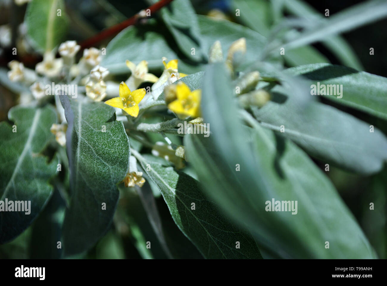 Elaeagnus angustifolia, comunemente chiamato Oliva Russo, argento berry, olivastro, persiano oliva o rami dell'ulivo selvatico con fiori di colore giallo e verde-blu Foto Stock