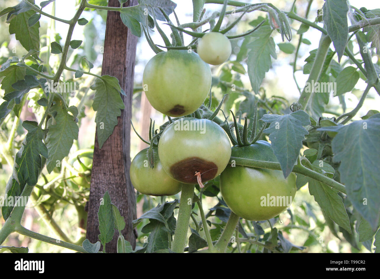 La boccola di pomodori sono marciume sul ramo. I pomodori verdi sono danneggiati nel giardino rurale Foto Stock