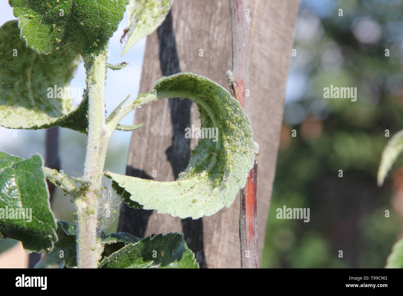 Gli afidi sono succhiare il succo di mela-tree e le formiche è li che pascolano sul ramo in foglie su un cielo blu sullo sfondo Foto Stock