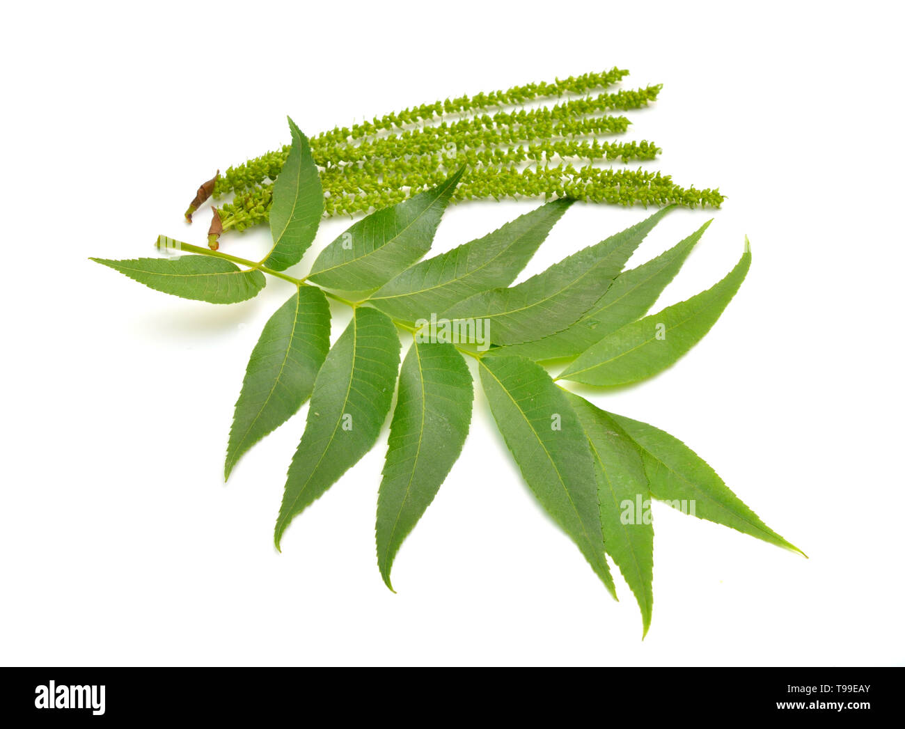 Juglans tree fiori. Isolato su sfondo bianco. Foto Stock