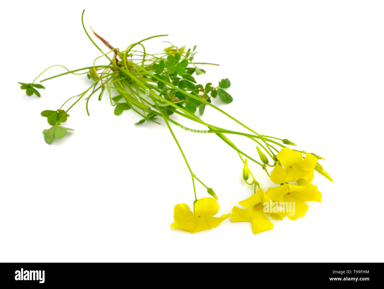 Giallo Oxalis pes-caprae, legno-sorrel. Isolato su sfondo bianco. Foto Stock
