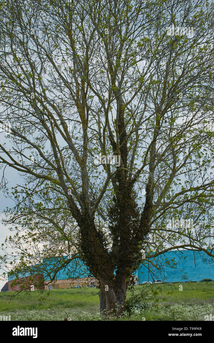 Lone Tree brulla mostra quadro in primavera nella valle di Evesham, England, Regno Unito, Europa Foto Stock