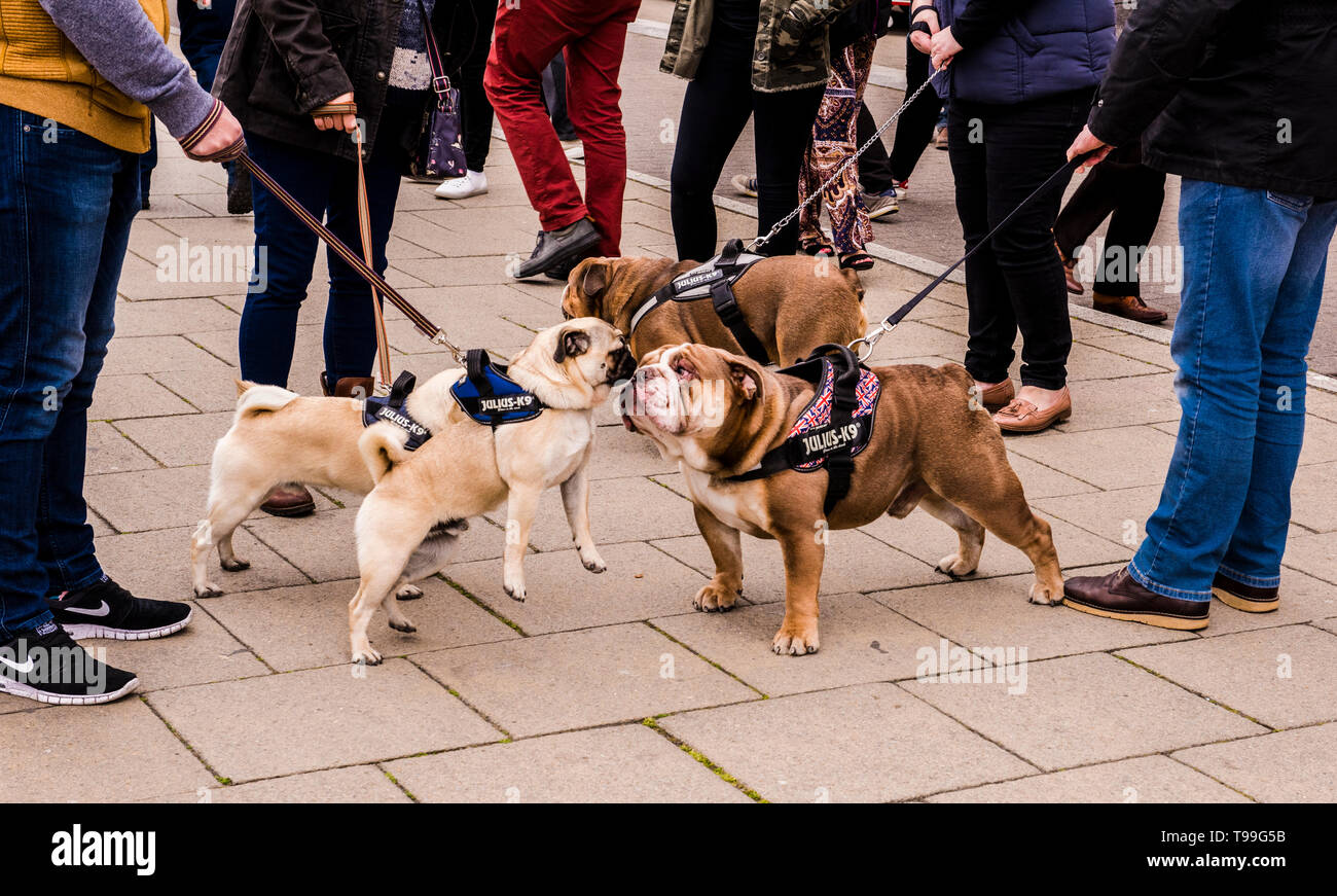 Sezione bassa di cane camminatori con cani sulla porta, cani sniffing in corrispondenza di ogni altro curiosamente, Quayside, Newcastle upon Tyne, England, Regno Unito Foto Stock