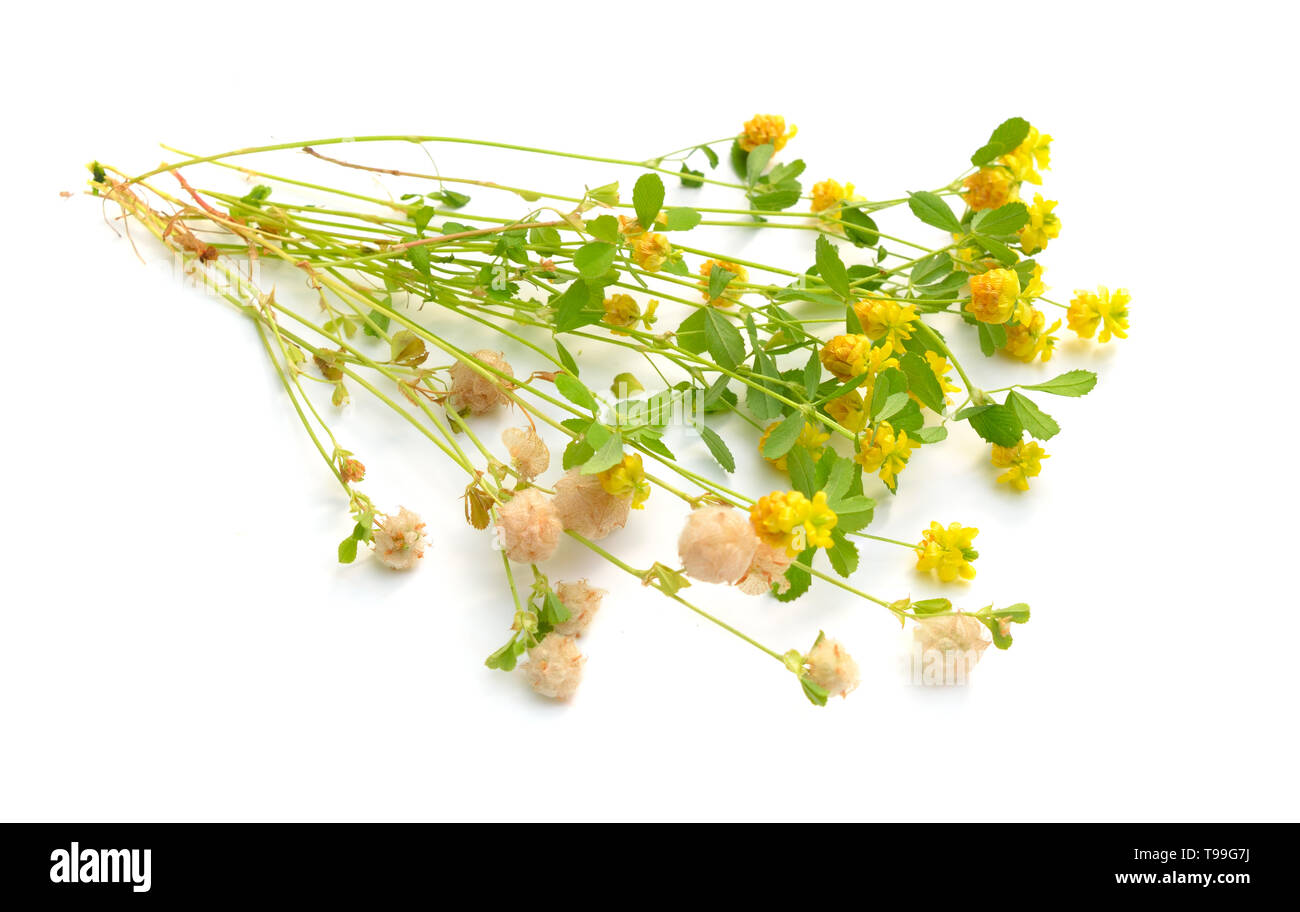 Trifoglio di trifoglio o Trifolium. Isolato su sfondo bianco Foto Stock