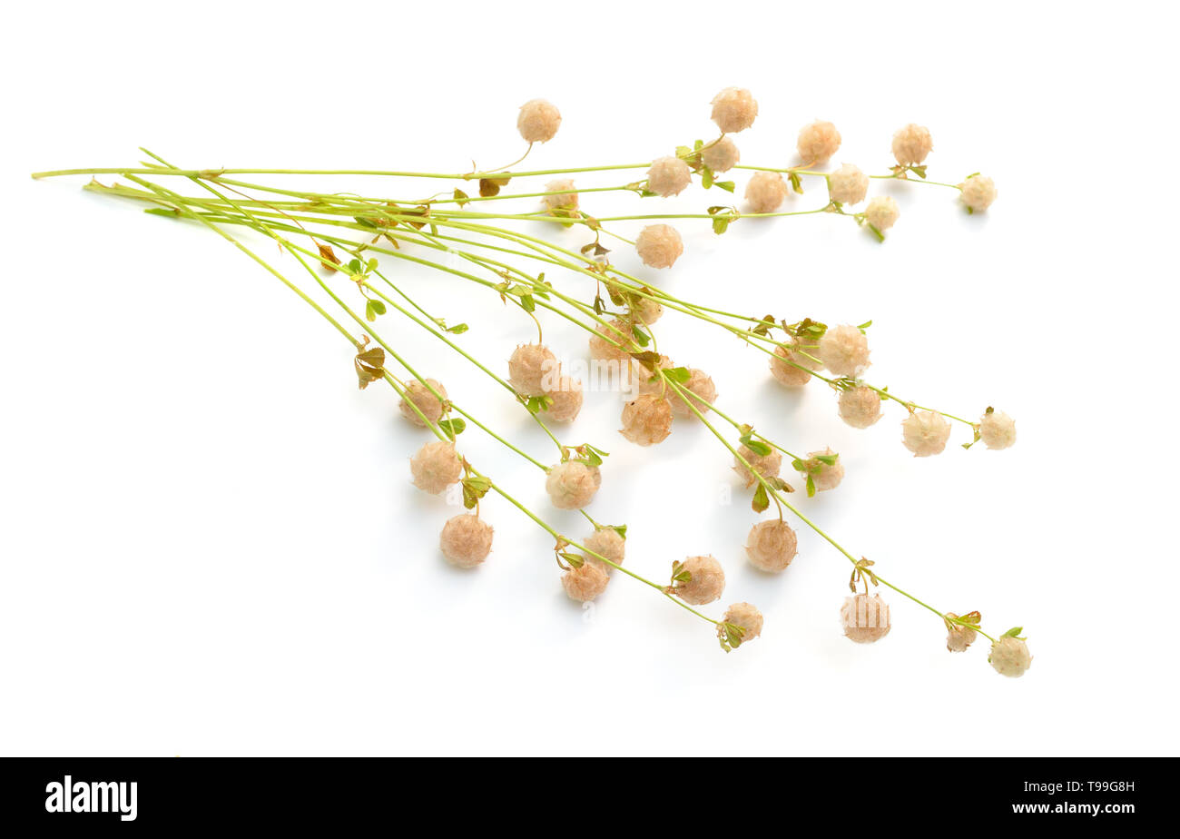 Trifoglio di trifoglio o Trifolium. Isolato su sfondo bianco Foto Stock