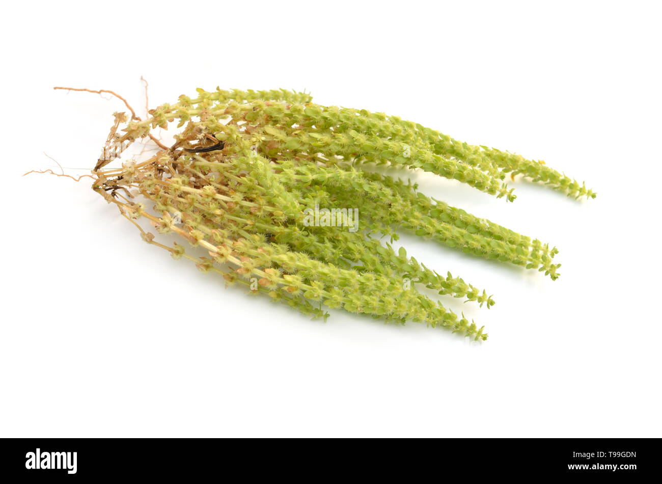 Valantia muralis pianta. Isolato su sfondo bianco Foto Stock