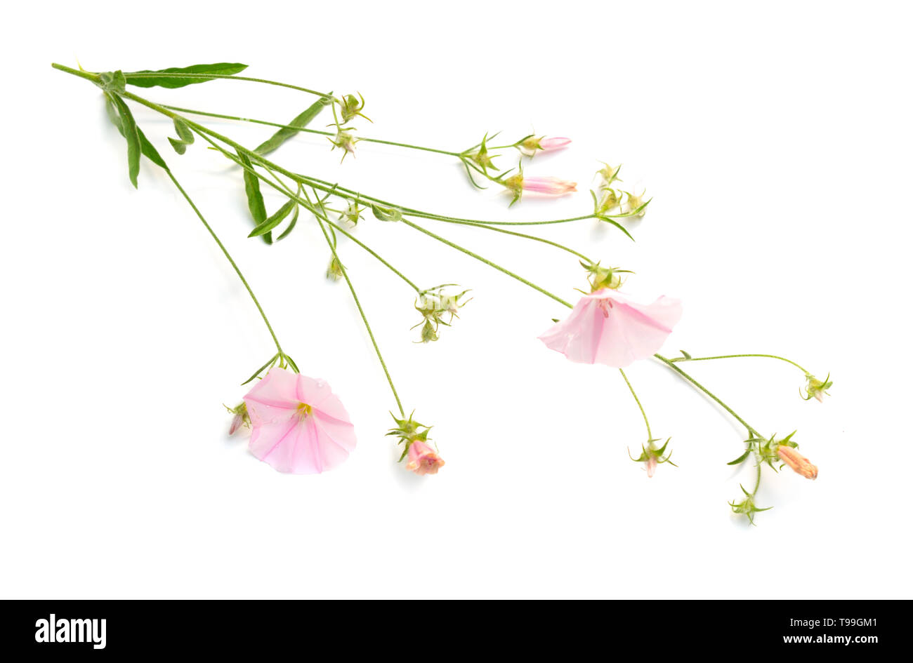 Convolvulus con steli dritti isolati su sfondo bianco Foto Stock