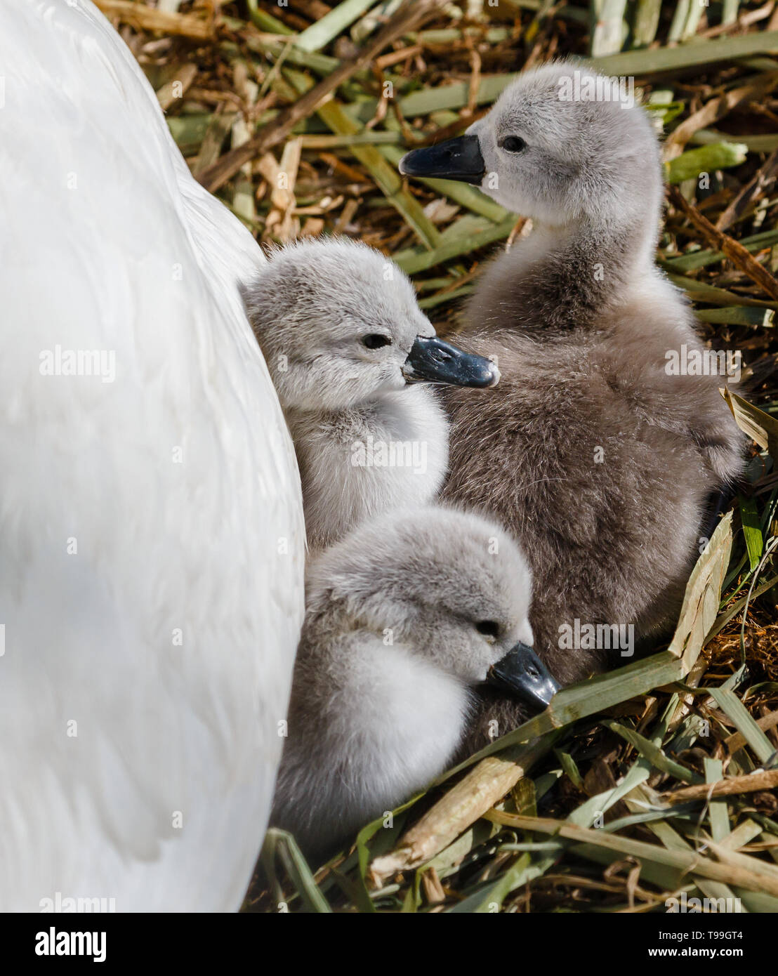 Swan cygnets accanto alla mamma (close up) Foto Stock