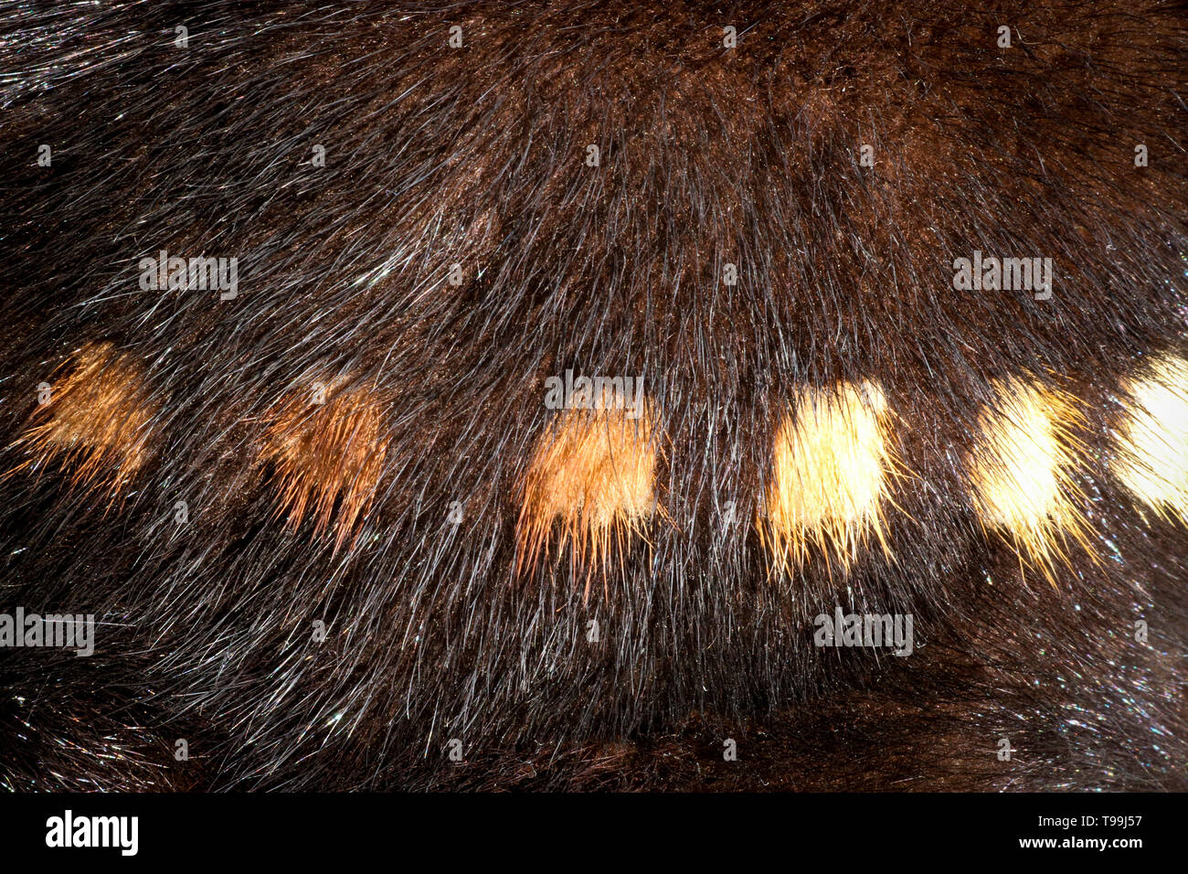La texture di pelliccia naturale visone europeo. Brown pellicce. Foto Stock