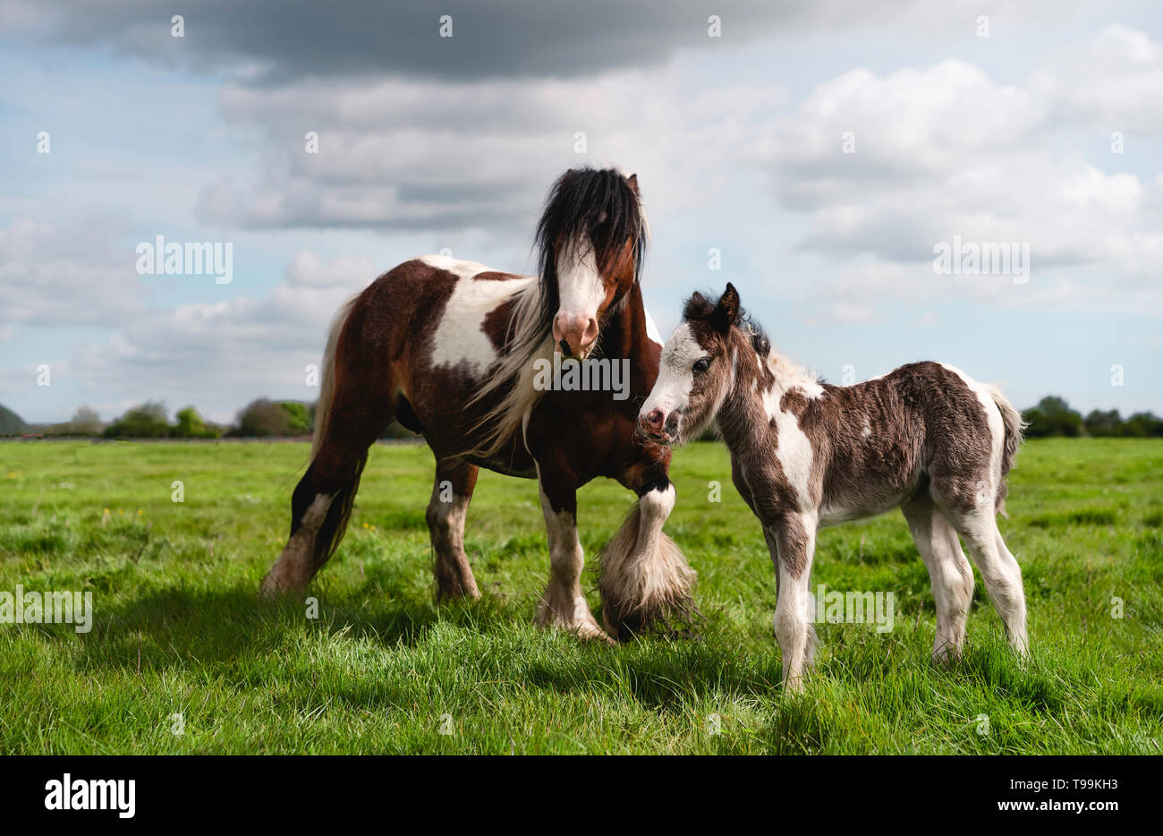 Puledro neonato e mare in lussureggianti e verdi pascoli nelle campagne sulla luminosa mattina di primavera in Figham, Beverley, Yorkshire, Regno Unito. Foto Stock