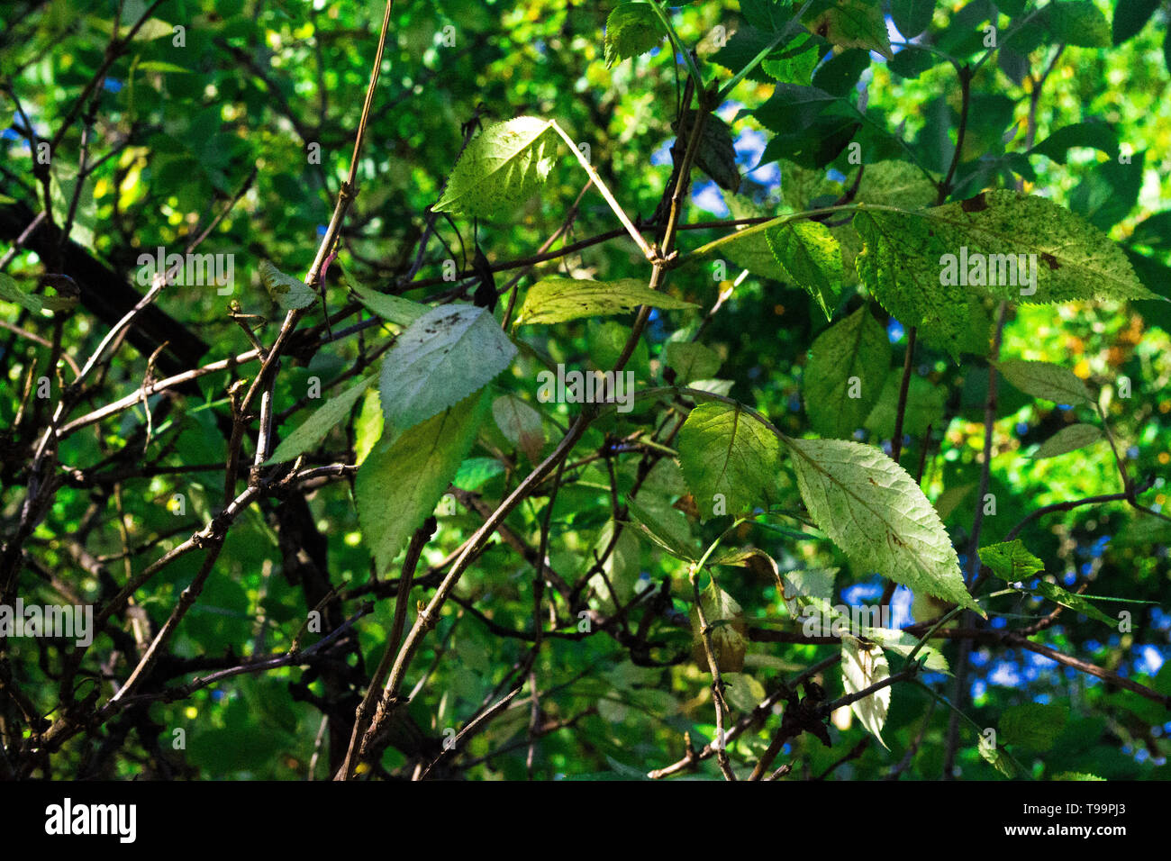 Abington park Foto Stock