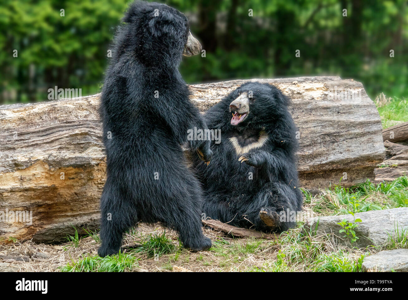 Bradipo porta durante il combattimento e la riproduzione Foto Stock