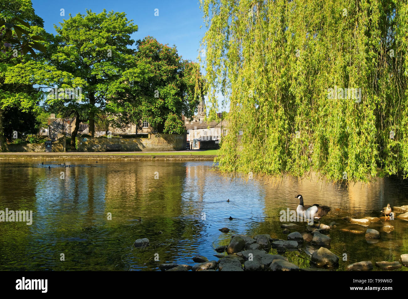 Oche del Canada lungo il fiume Wye a Bakewell,Derbyshire,Peak District Foto Stock