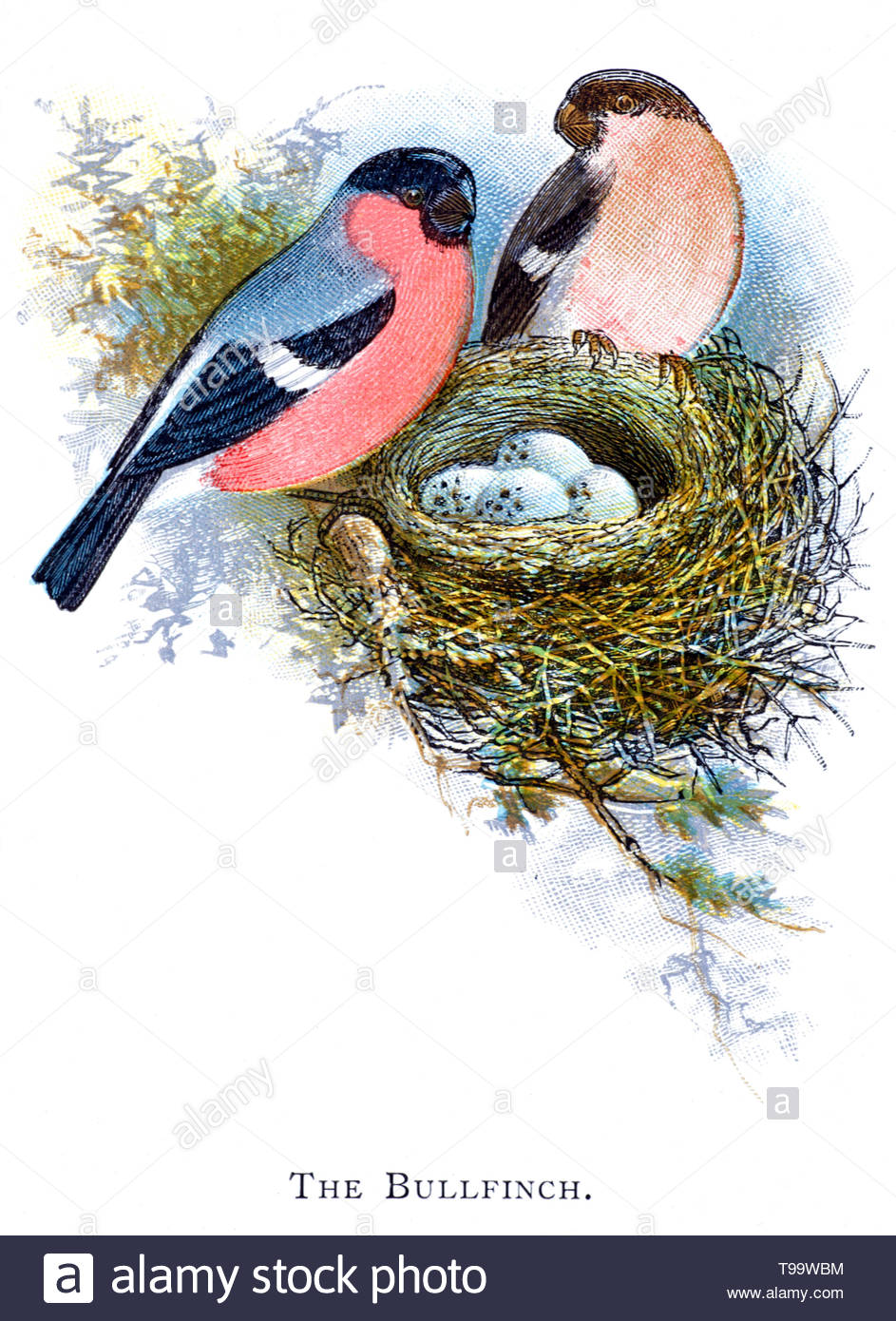 Eurasian o Bullfinch comune (Pyrrhula pyrrhula) maschio e femmina al nido con uova, illustrazione vintage pubblicato in 1898 Foto Stock