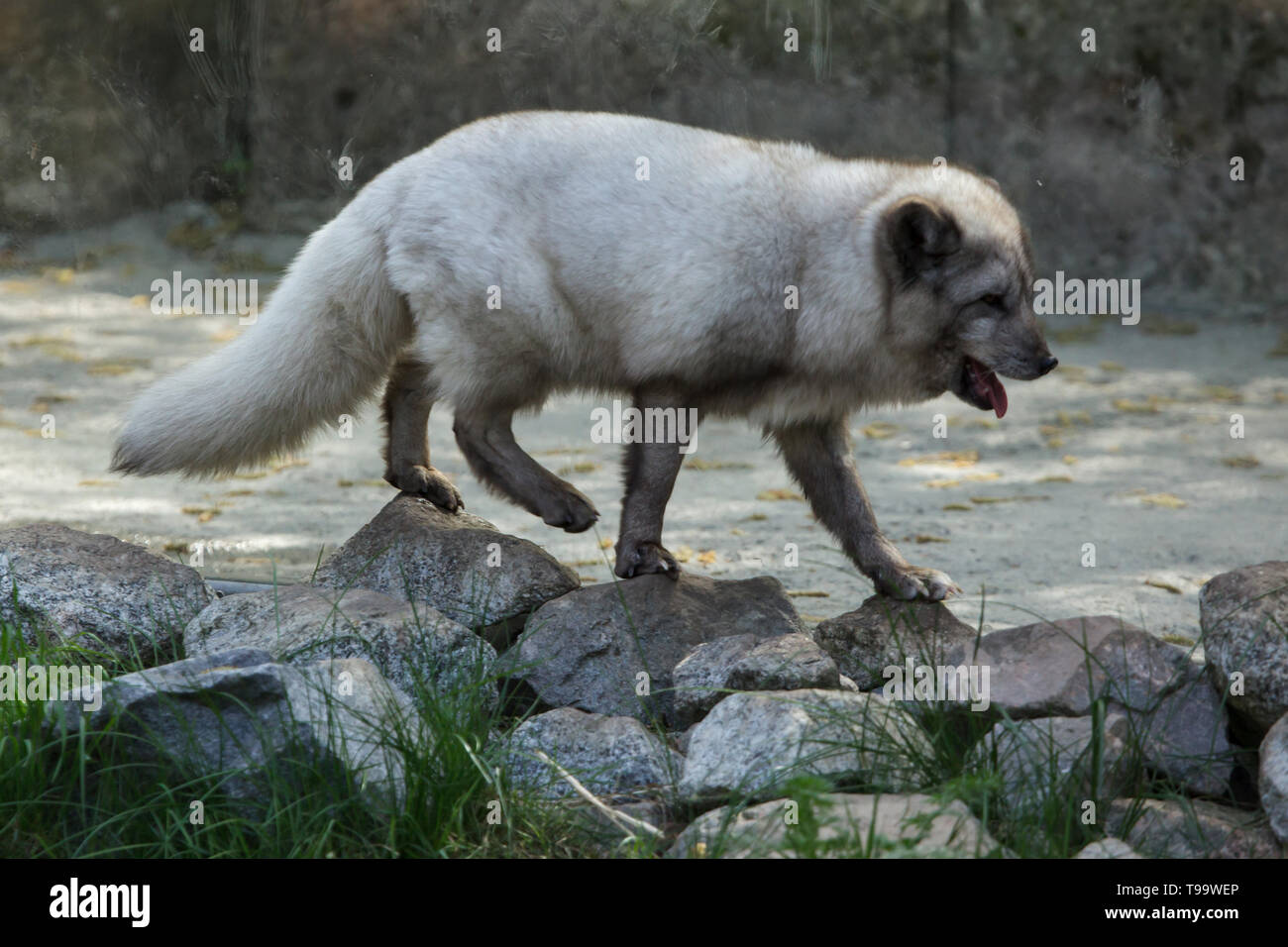 Arctic Fox (Vulpes vulpes lagopus), noto anche come la volpe polare. Foto Stock