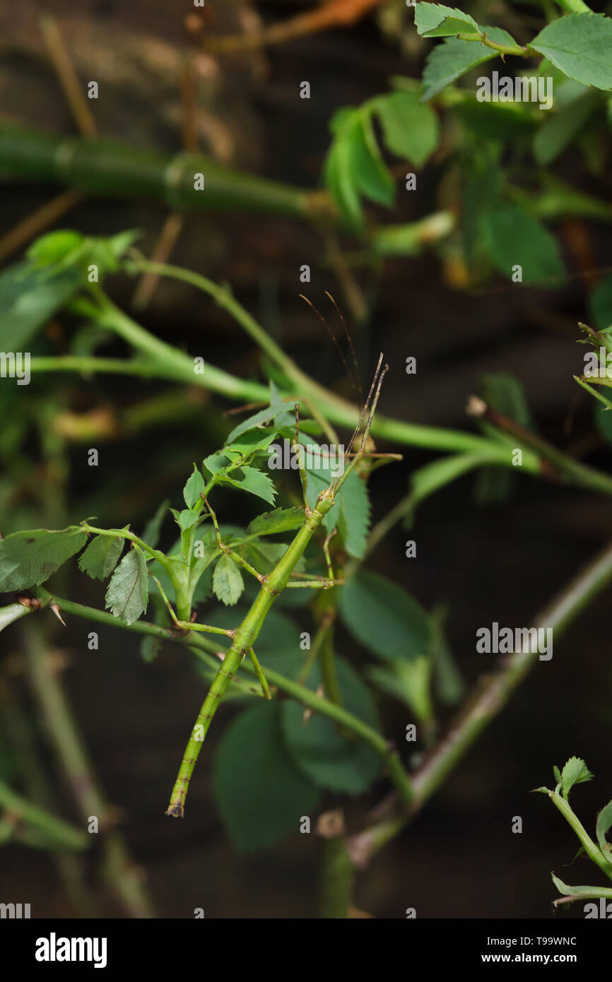 Stick insetto (Periphetes forcipatus). La fauna animale. Foto Stock