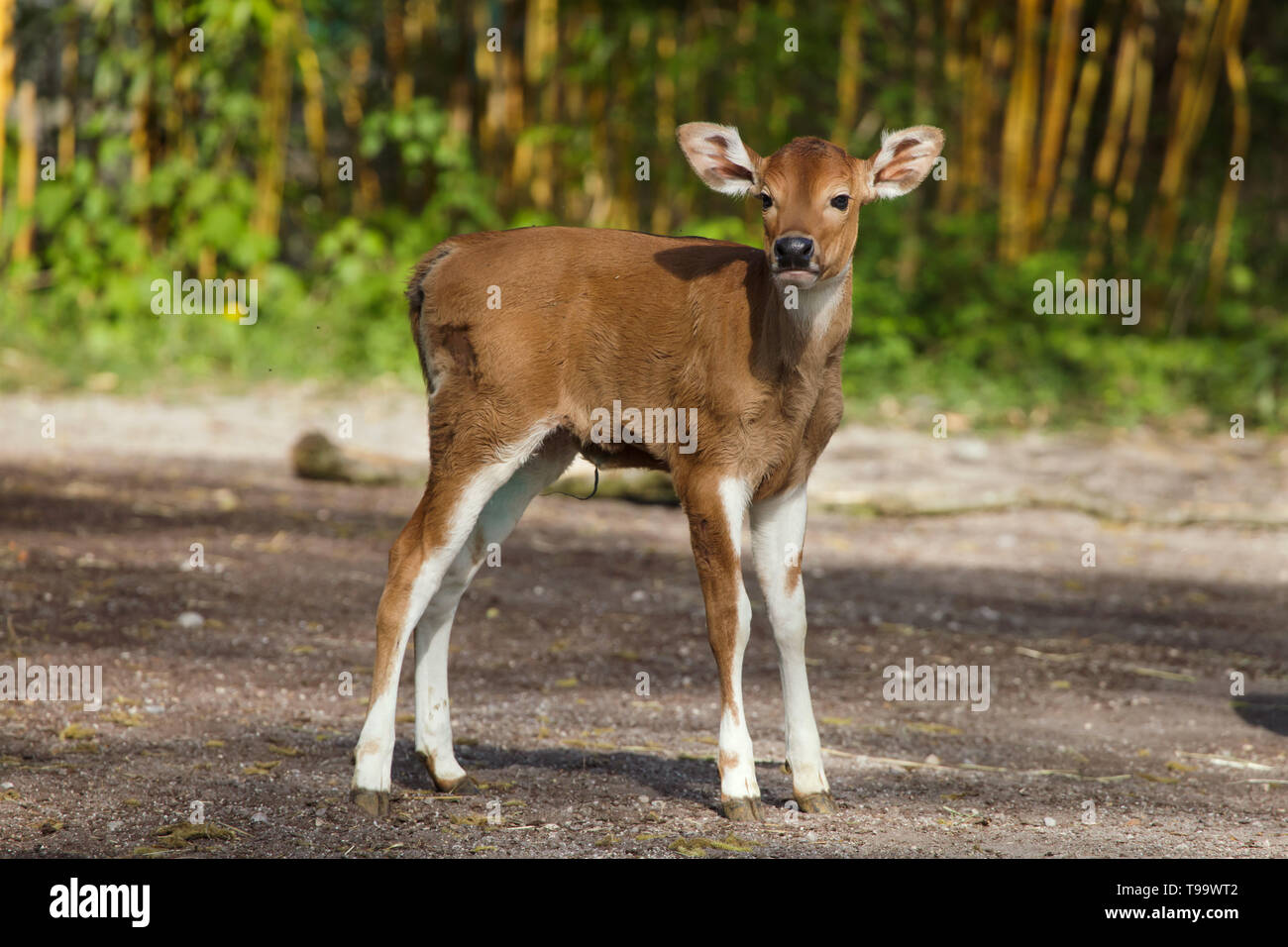 Neonato Iavan banteng (Bos javanicus), noto anche come tembadau. Foto Stock