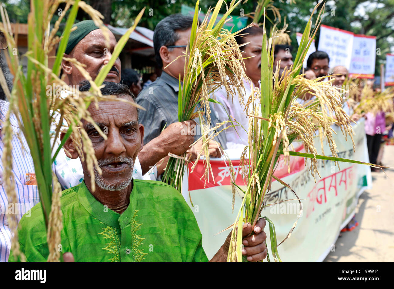 Dacca in Bangladesh - 16 Maggio 2019: gli agricoltori del Bangladesh e attivista sociale tenere paddy grano come essi si riuniscono in una protesta acquisti impegnativo essere reso dir Foto Stock