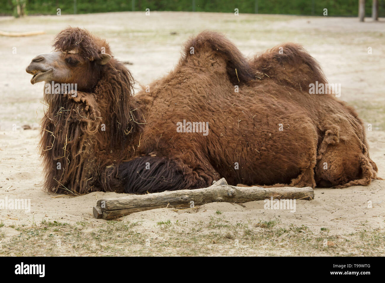 Bactrian camel (Camelus bactrianus). Animale domestico. Foto Stock