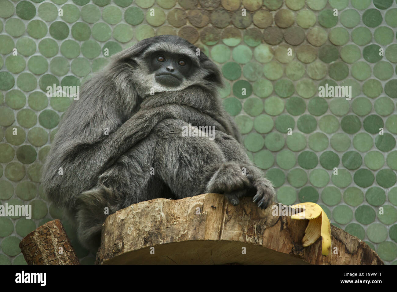 Gibbon argenteo (Hylobates moloch) presso lo Zoo di Hellabrunn (Tierpark Hellabrunn) di Monaco di Baviera, Germania. Foto Stock