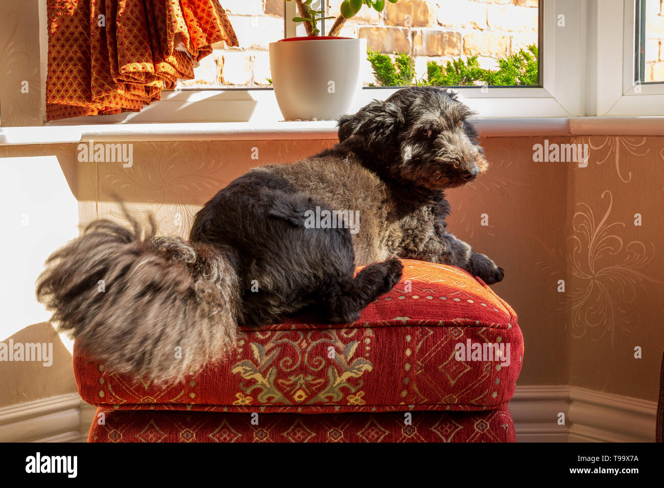 Nero terrier tipo cane appoggiato su uno sgabello in una finestra bay scodinzolante la sua grande coda folta guardando indietro alla fotocamera fotografia scattata nella luce naturale Foto Stock