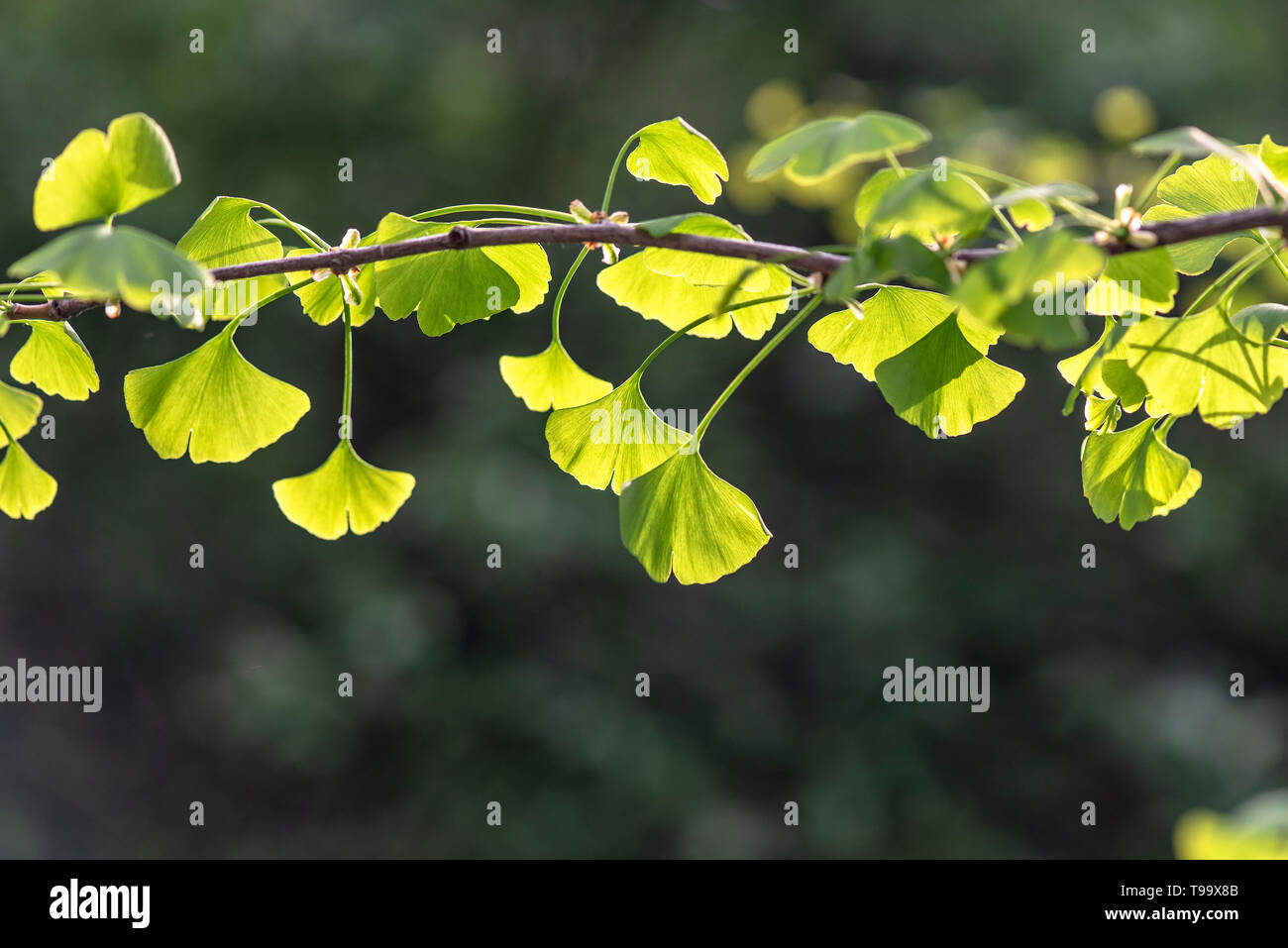 Close-up di foglie verdi di Ginkgo Biloba albero nel Parco Cinese a Pechino Foto Stock