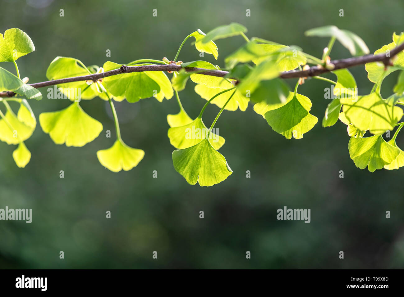 Close-up di foglie verdi di Ginkgo Biloba albero nel Parco Cinese a Pechino Foto Stock