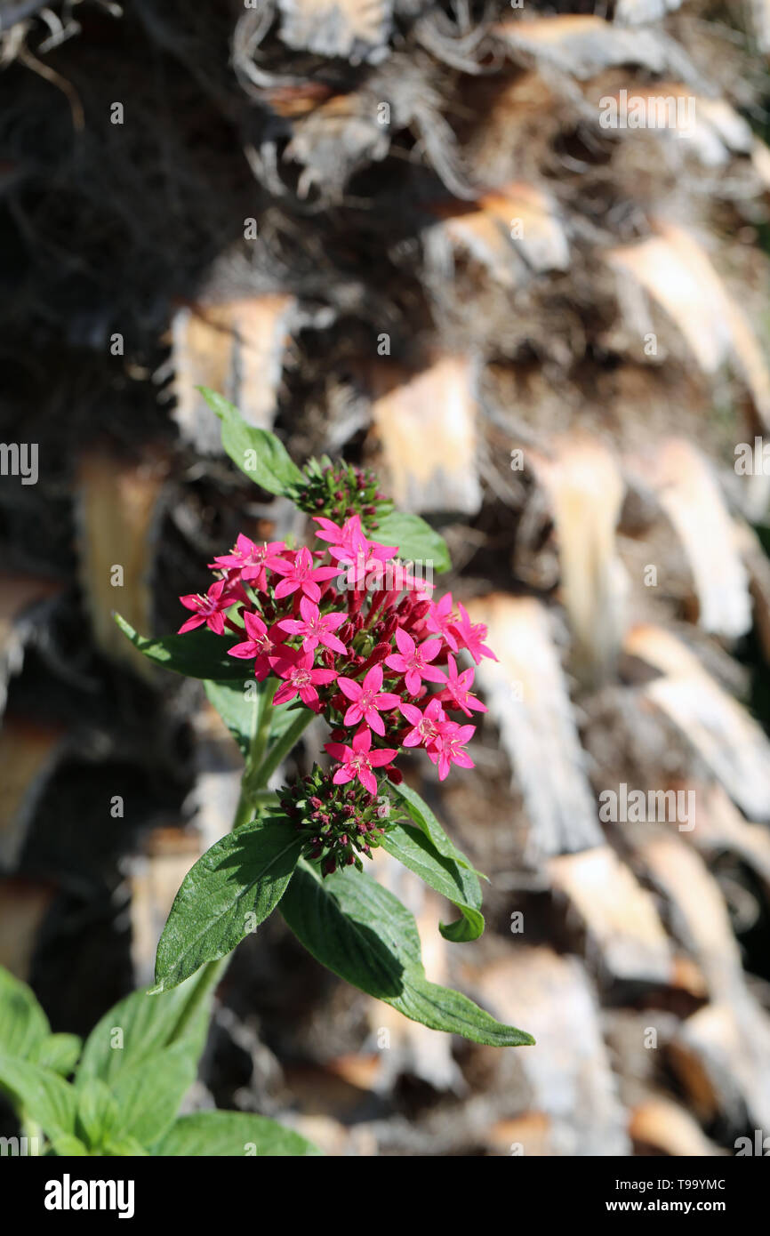 Piccola e bella fiori di colore rosa con alcune foglie verdi e un Palm tree trunk in background. Fotografato durante una giornata di sole di Madeira. Incantevole! Foto Stock