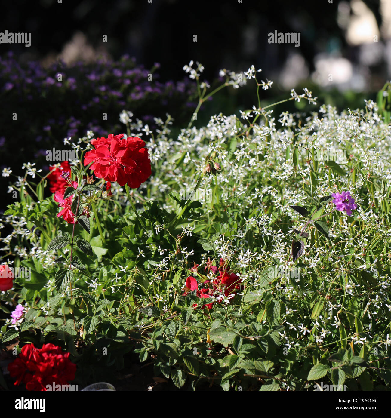 Splendido colore rosso brillante fiori e piccoli fiori bianchi, e alcune foglie con un morbido sfondo scuro. Fotografato durante una soleggiata giornata di primavera in Madeira. Foto Stock