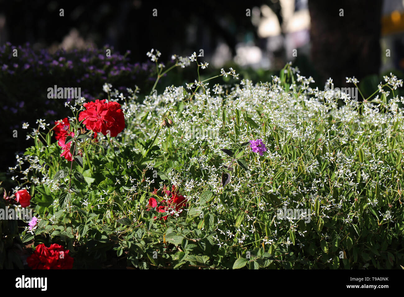 Splendido colore rosso brillante fiori e piccoli fiori bianchi, e alcune foglie con un morbido sfondo scuro. Fotografato durante una soleggiata giornata di primavera in Madeira. Foto Stock
