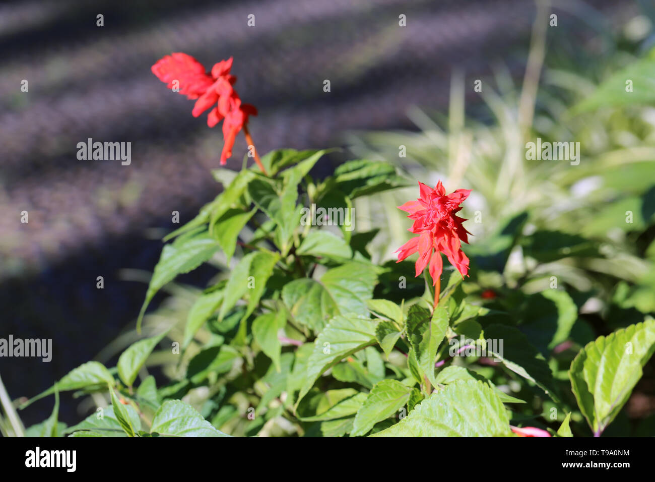 Due bellissime rosso brillante dei fiori e un sacco di foglie verdi con un morbido sfondo scuro. Fotografato durante una soleggiata giornata di primavera nell'isola di Madeira. Foto Stock