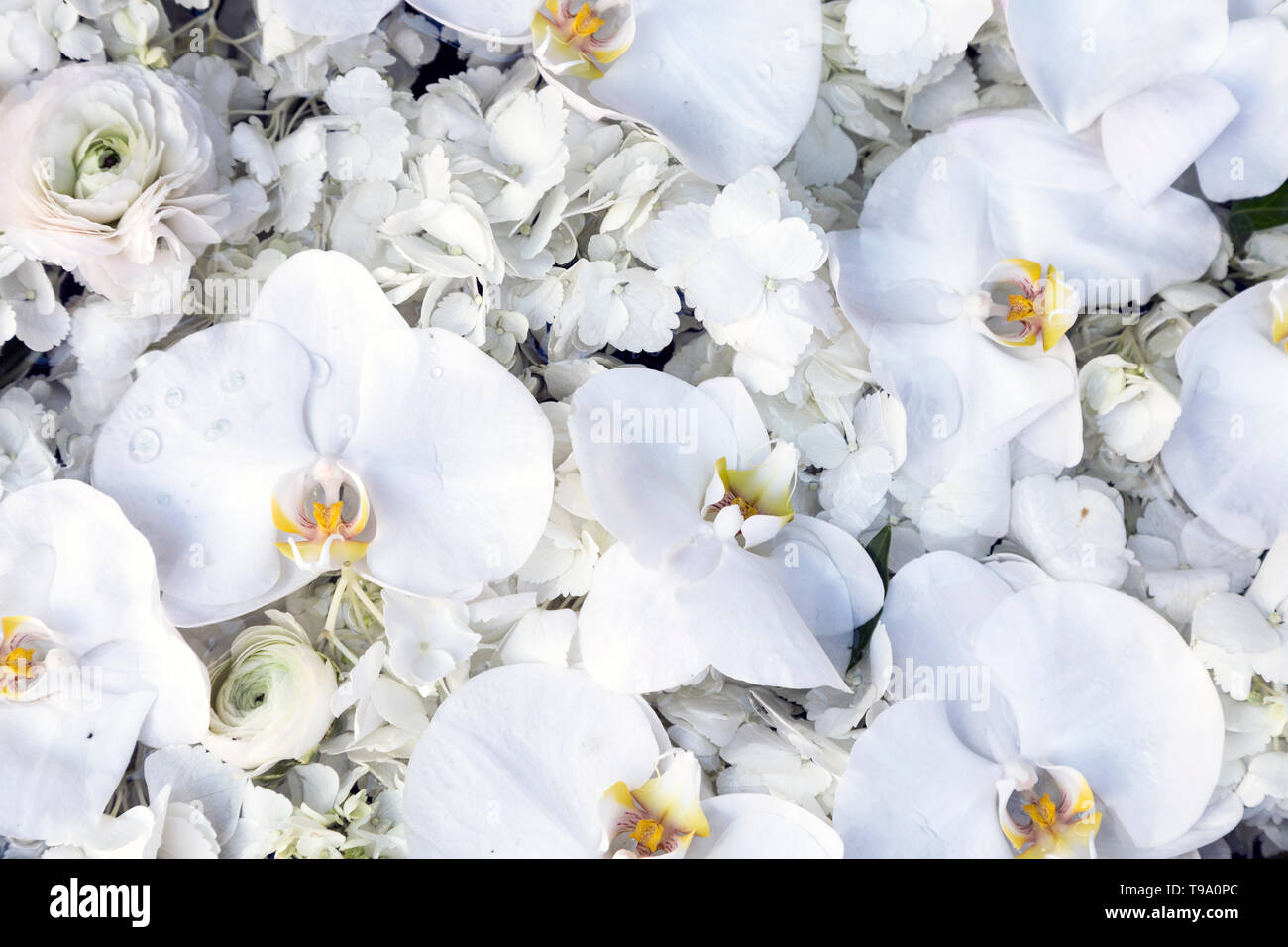 Sfondo di fiori bianchi e orchidee Foto Stock