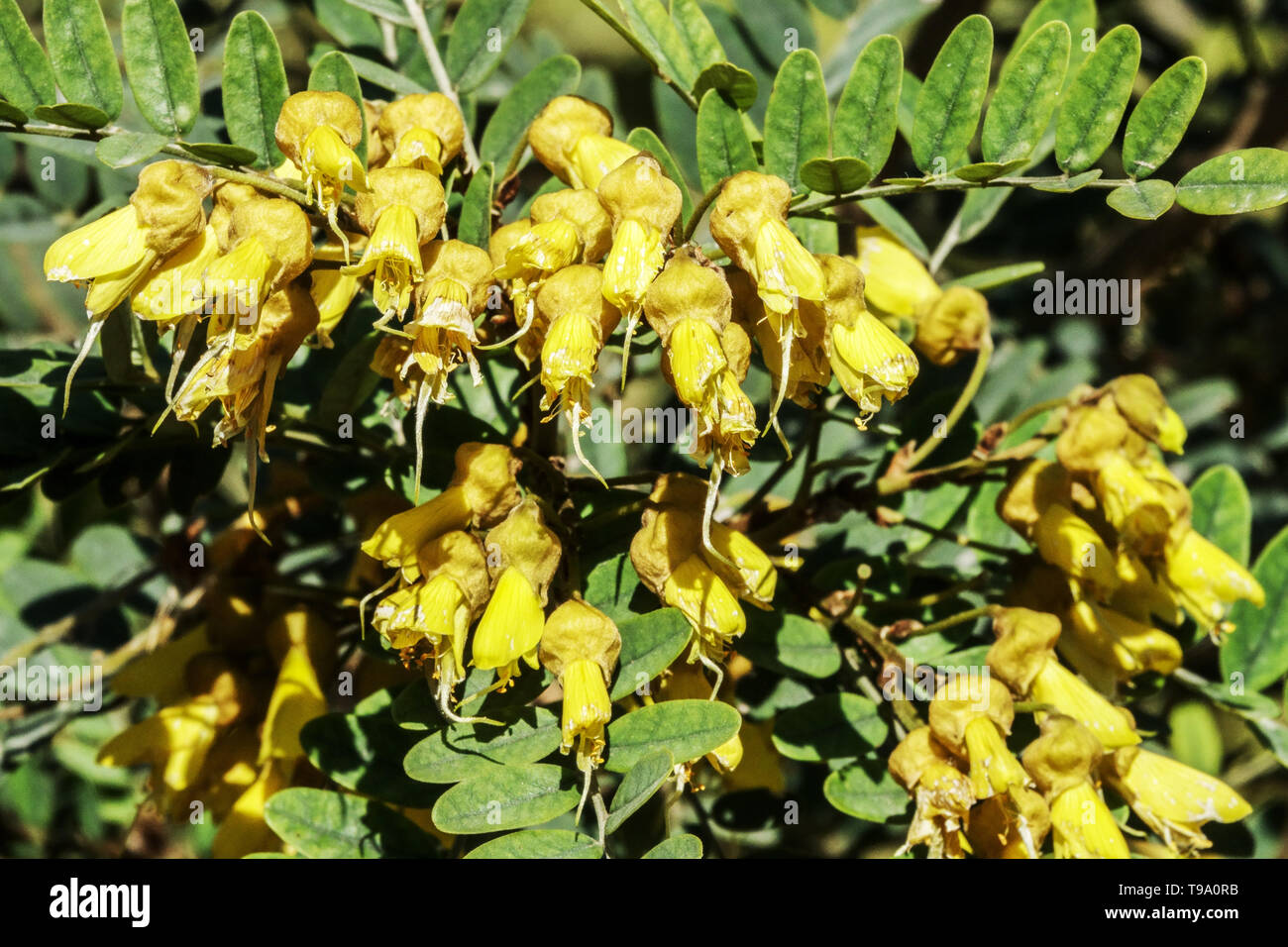 Sophora macrocarpa fiori e foglie Foto Stock