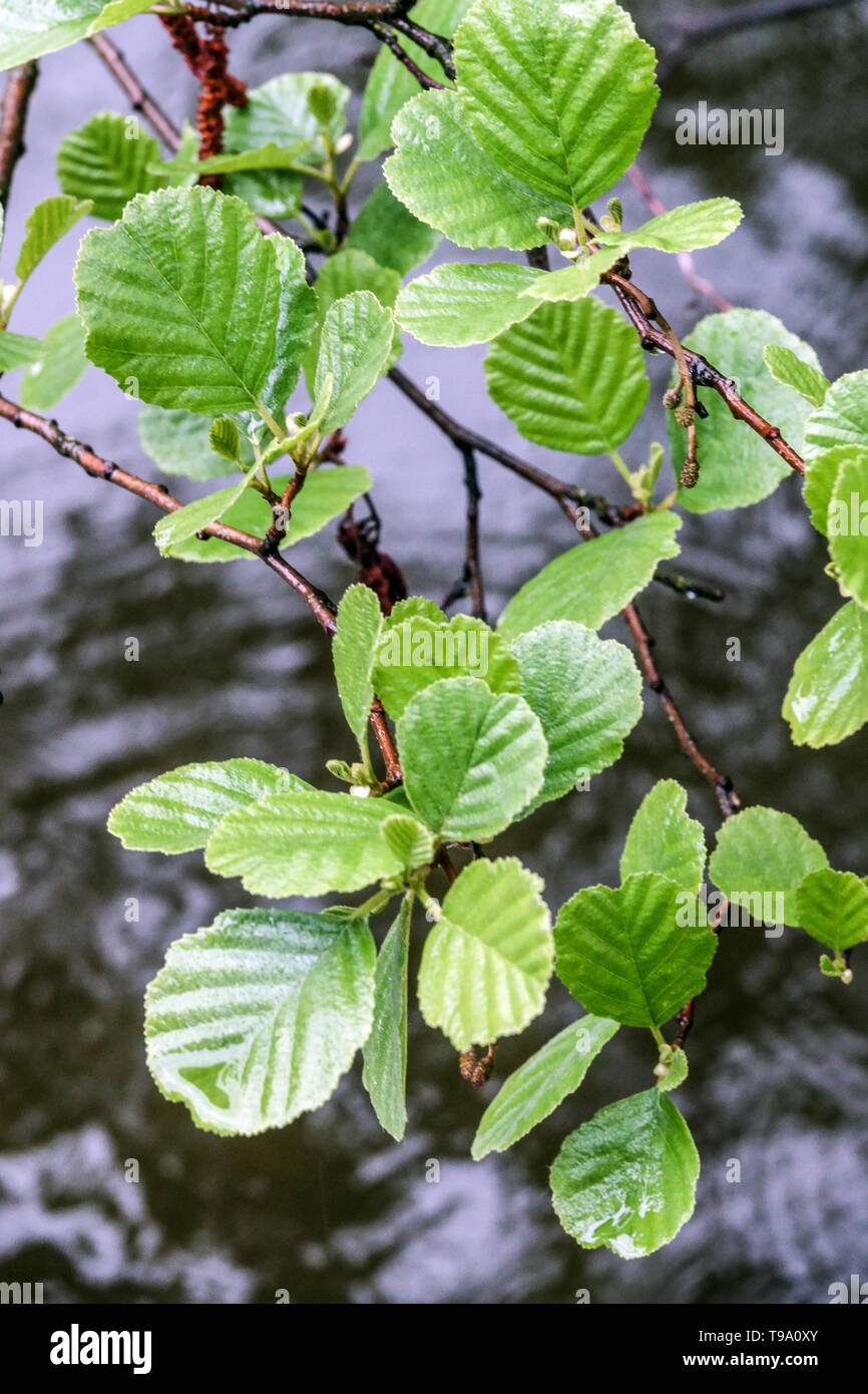 Ontano, Alnus glutinosa ramo con foglie sopra l'acqua Foto Stock