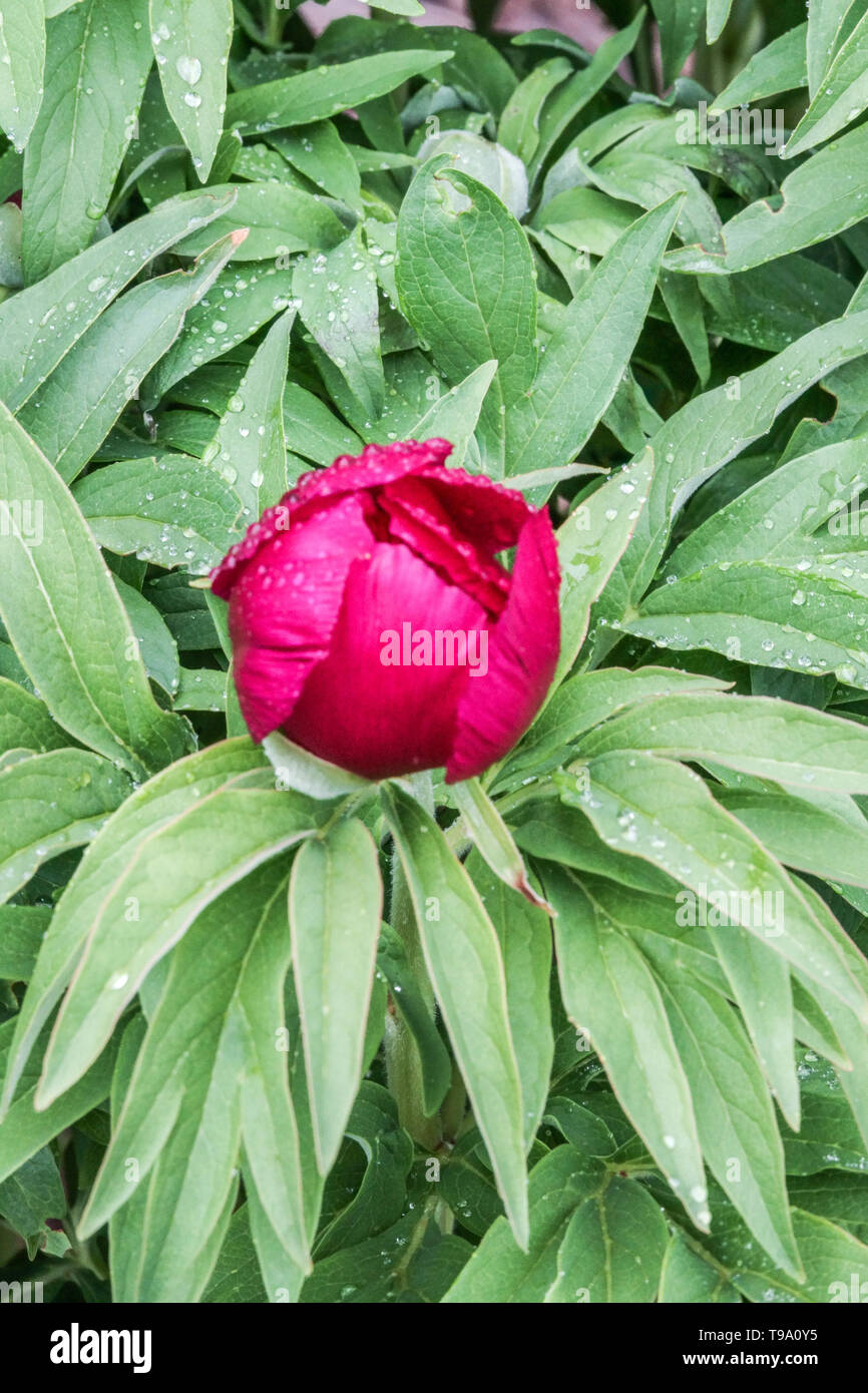 Coral Peonia, Paeonia mascula, rosso peonia, peonie Foto Stock