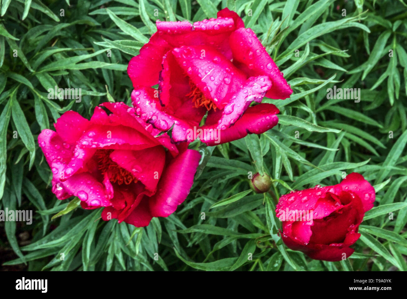 Foglia di felce Peonia, Paeonia 'Smouthii", rosso peonia, Peonie, gocce d'acqua sul fiore Foto Stock