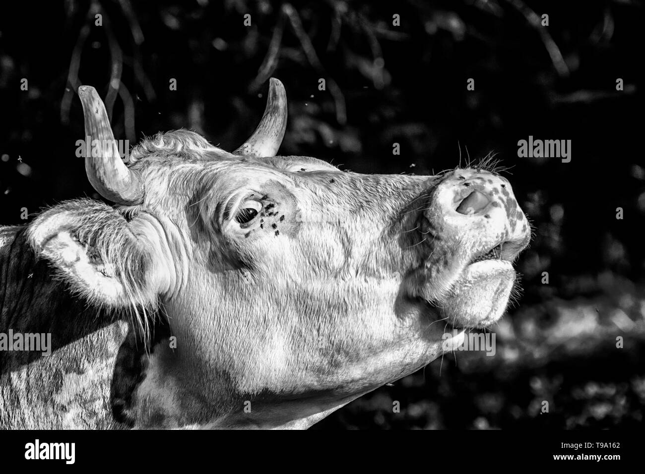 Mucca close-up in bianco e nero Foto Stock