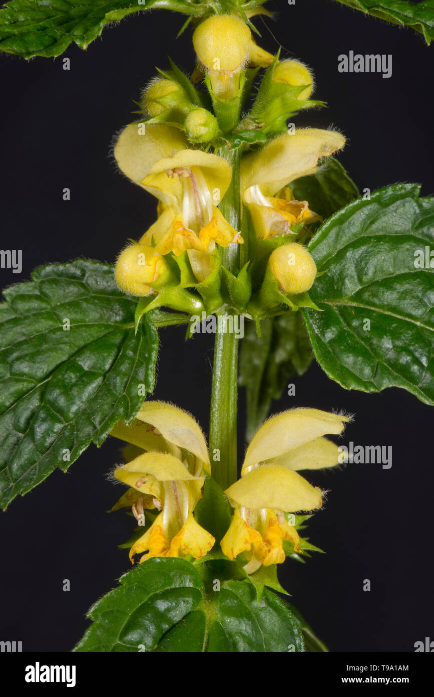 Arcangelo giallo (Lamium galeobdolon) giallo labiate fiori e foglie di piante di bosco, Berkshire, può Foto Stock