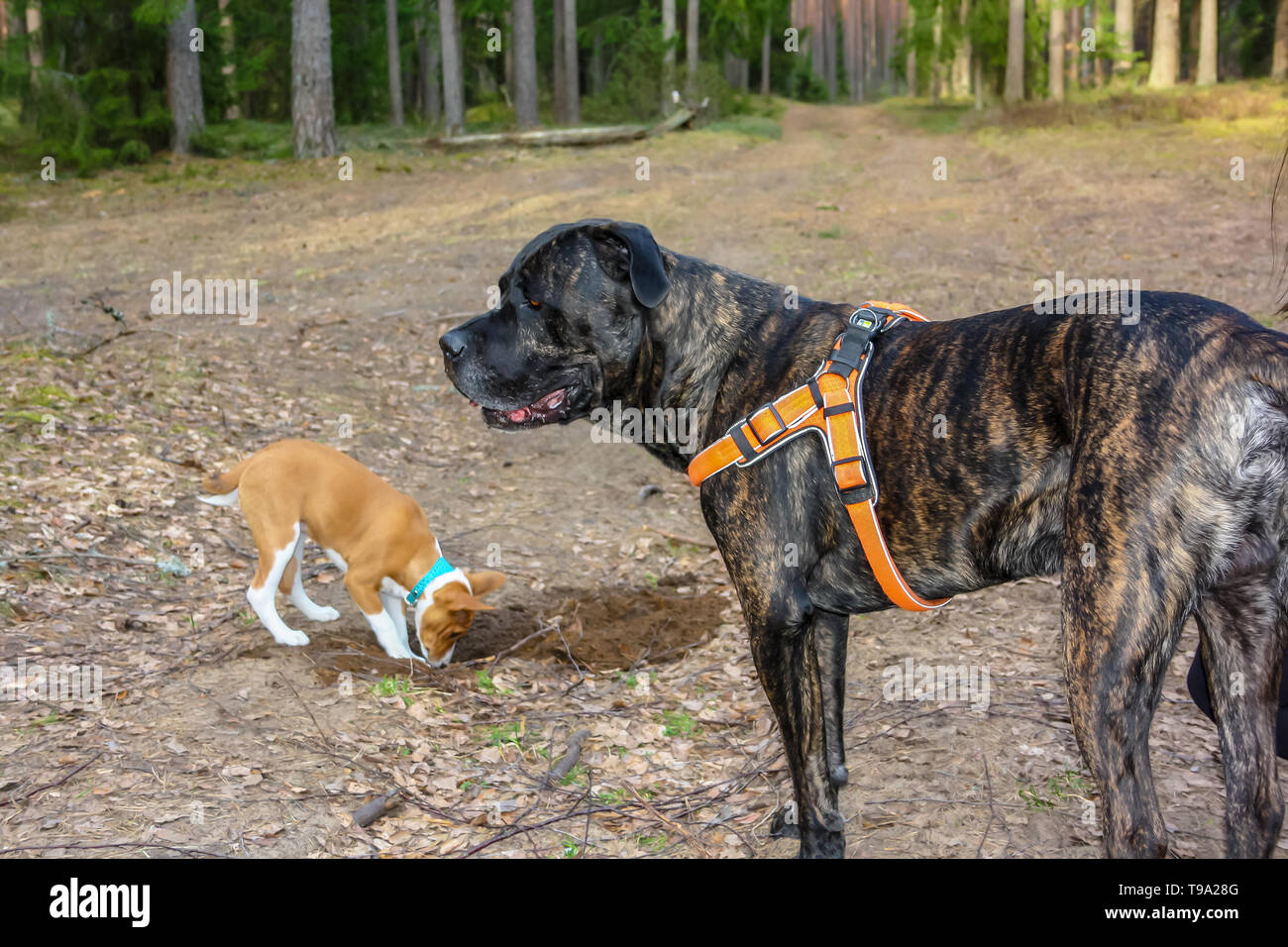 Razza Basenji cane e italiano di cane corso insieme giocando nei boschi in primavera Foto Stock
