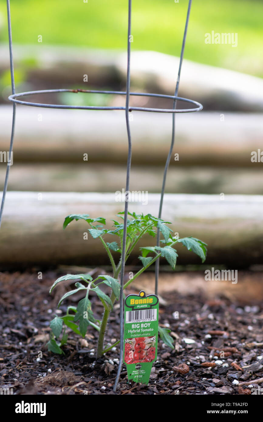 Bonnie Tomato piante Big boy che viene piantato nel giardino Foto Stock